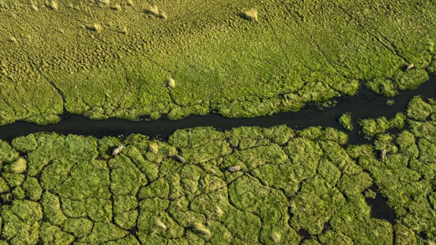 Elephants graze among the lush waterways of the Okavango Delta in Botswana, which appears in the "nature" category.