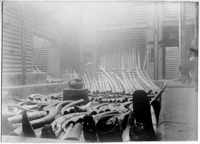 Haul of loot from Benin including carved ivory tusks. 