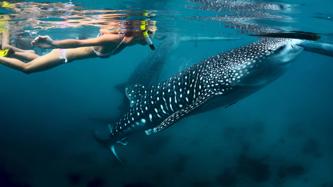 Swimming with whale sharks in the Philippines. Image: CNN