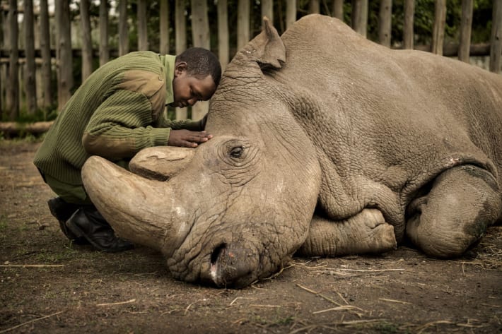 "Goodbye Sudan" by Ami Vitale shows the moments before the death of the last male northern white rhino in 2018.