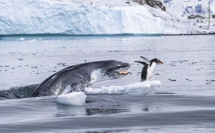 A gentoo penguin flees for its life as a leopard seal bursts out of the water. 