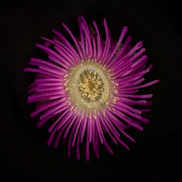 The Argyroderma theartii succulent has bright purple-pink flowers during the early winter months, and is one of Domingues' favorites.