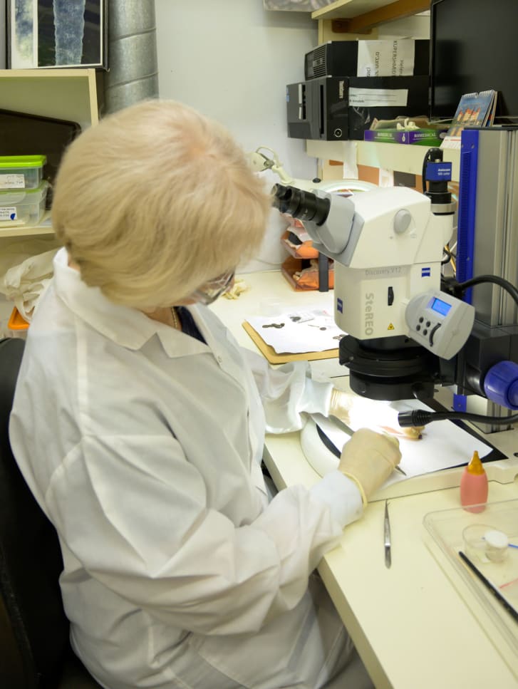 A conservadora Helena Kupershmidt limpando o anel de ouro nos laboratórios da Autoridade de Antiguidades de Israel.