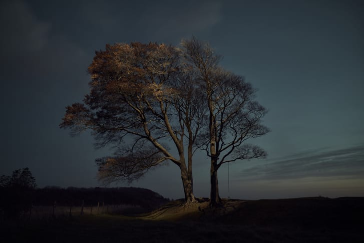 Portrait photographer Gareth Iwan Jones started shooting trees after the coronavirus pandemic made meeting in person difficult.