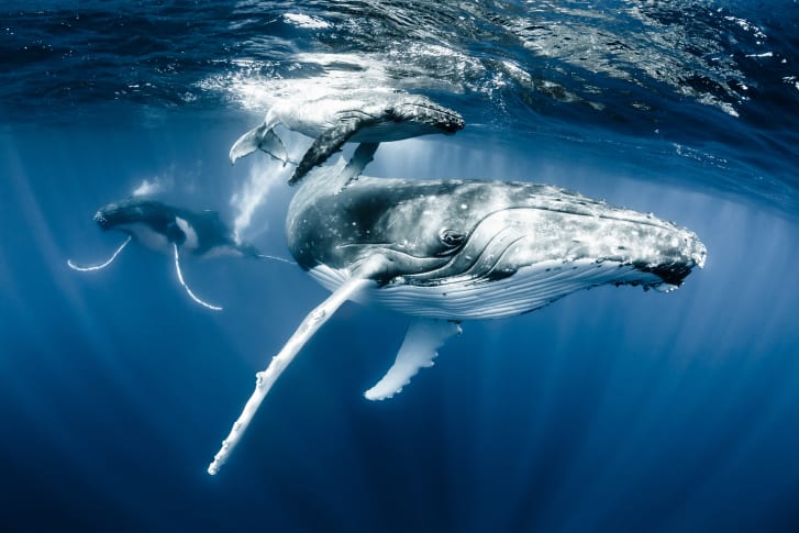This image of a humpback whale and its calf, taken around Tonga, is Heinrich's favorite from his own work. 