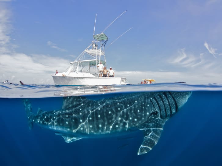 Swim with whales instead of killing them 🐳