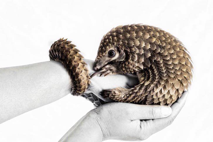 An orphaned three-month-old white-bellied pangolin is photographed during its morning feed at an animal shelter in Lagos, Nigeria.