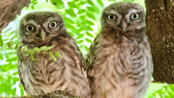 The common species called little owl (Athene noctua) may have inspired some engraved slate plaques. Two fledglings are shown. 