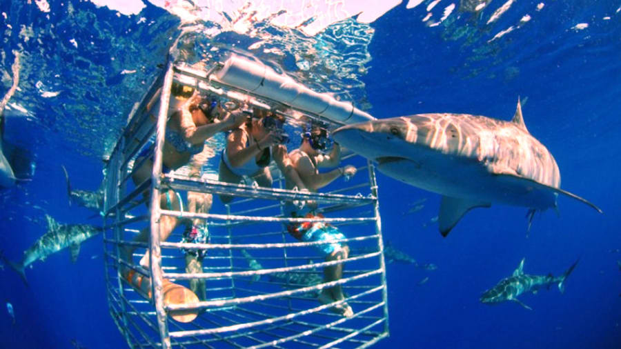 sharks shark encouters hawaii