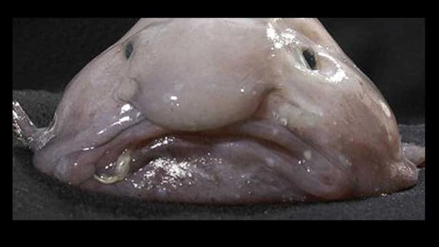 Image result for world ugliest animal
