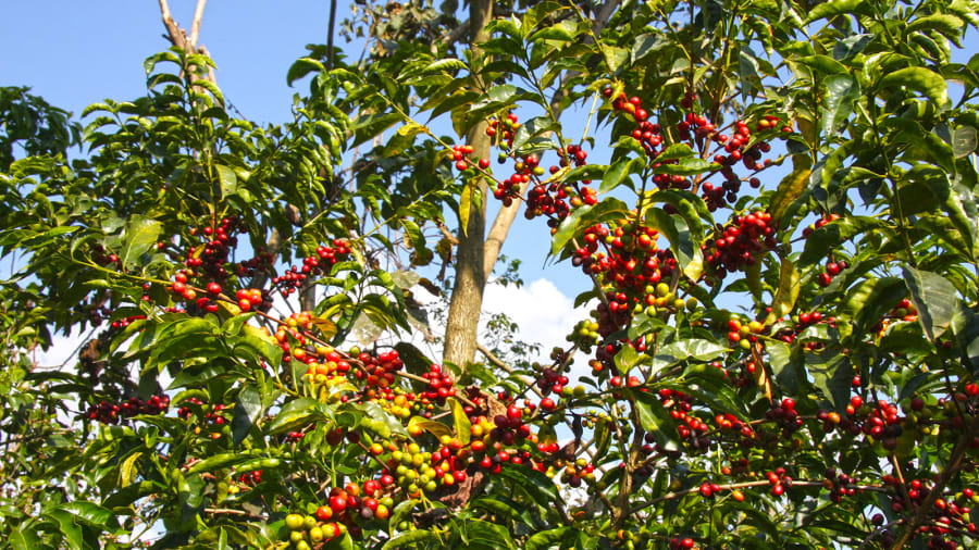 Rezultat iskanja slik za ethiopia coffee