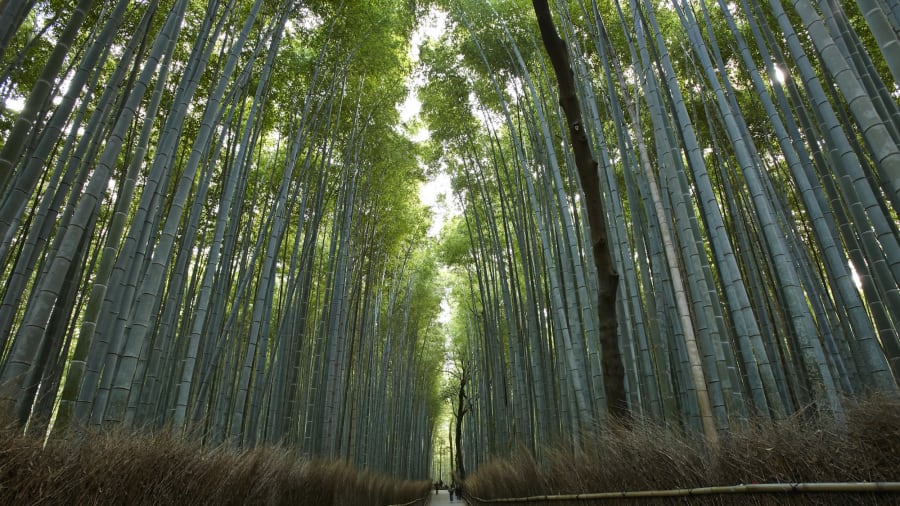 bambooforestinarashiyama_2