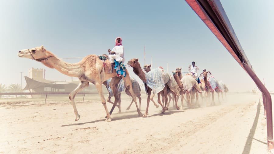 Best of Qatar camel racing