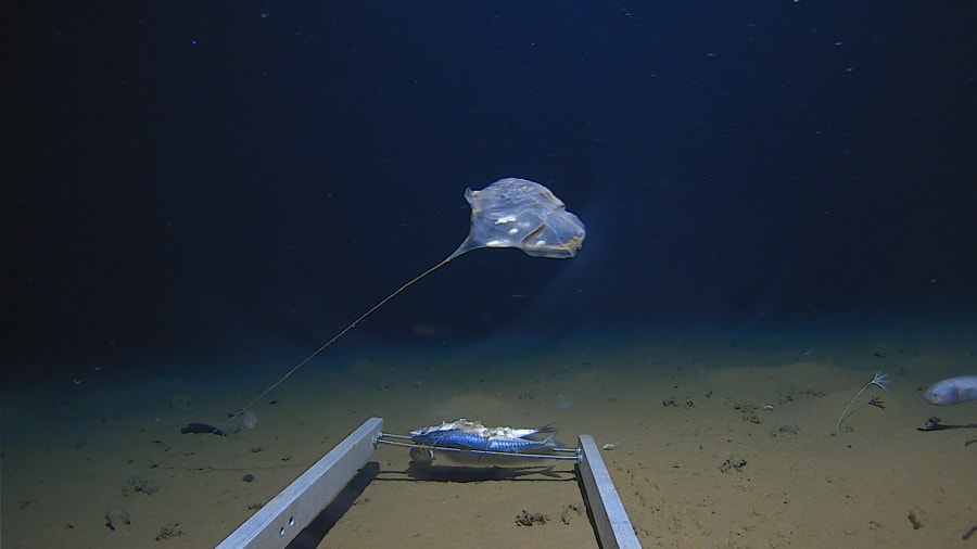 new species jellyfish