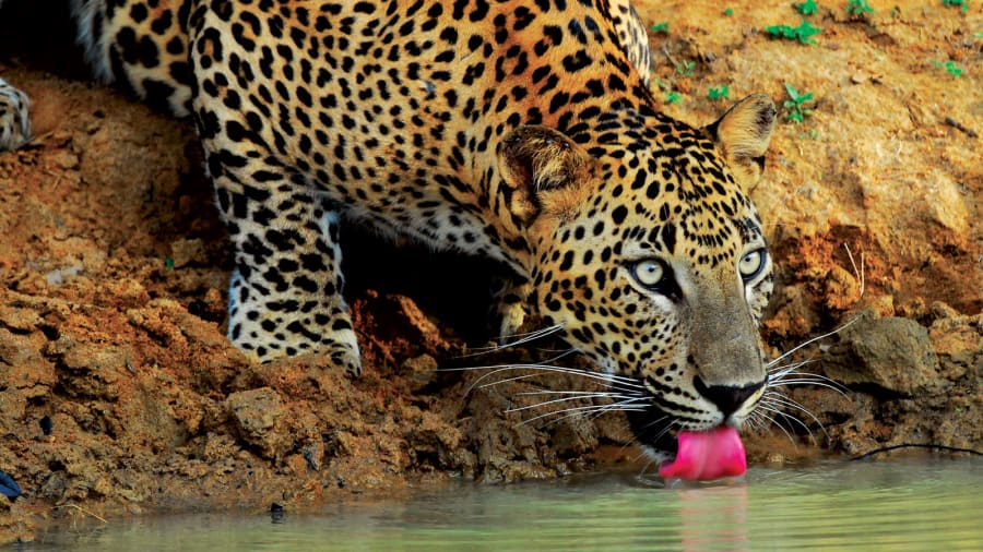 Sri-Lanka-tourism-images---Yala---National-Park---Leopard-01-(1)