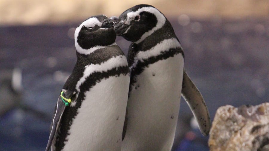Japan penguins love relationship Rose&Warabi[1]