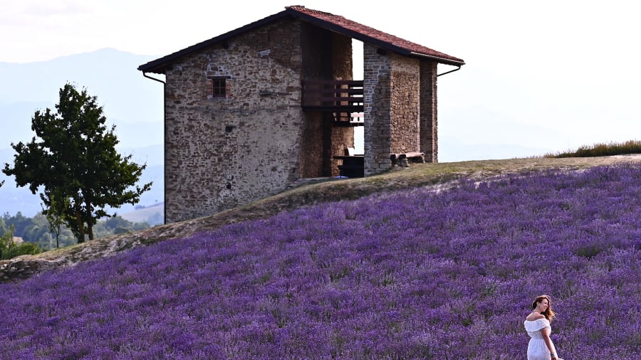 italy lavendar fields travel