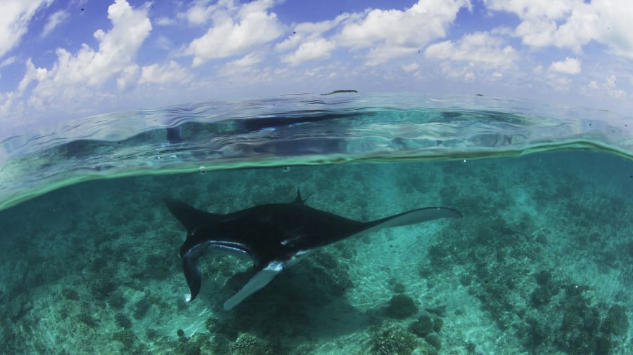 10 reef manta rays RESTRICTED