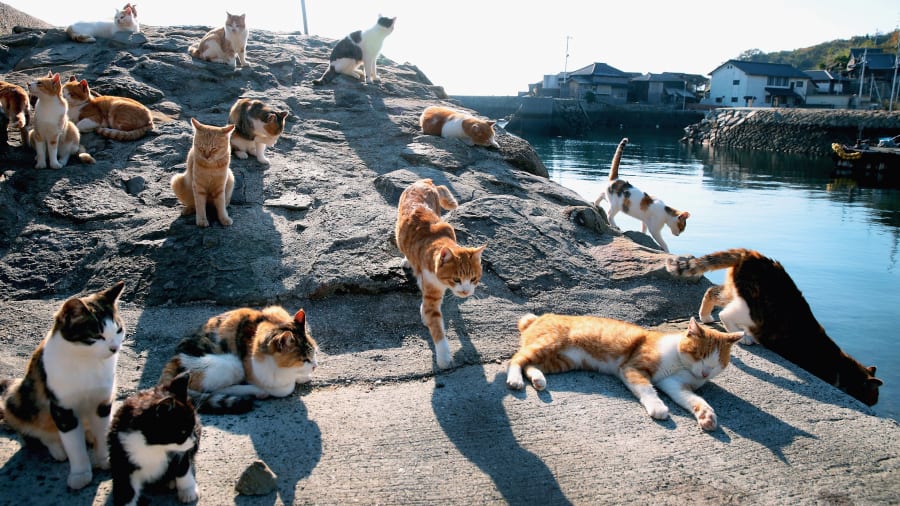 Visiting Japan’s Cat Island