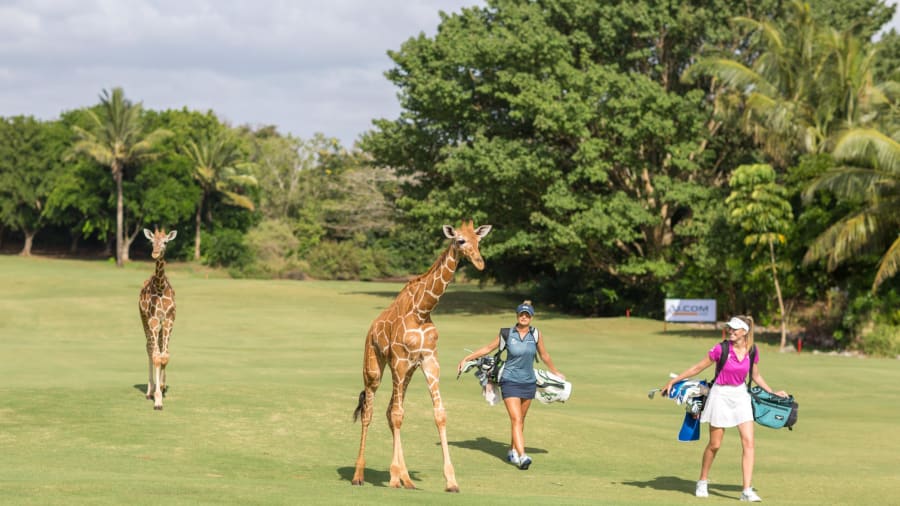 giraffe green vipingo ridge golf Ϳԡ spt intl ӡѴ