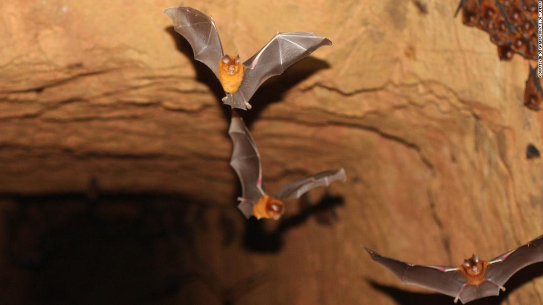 6 reasons why bats aren't enemies, starting with tequila