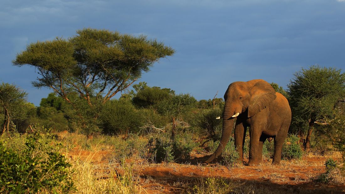 Look out for elephants in the Kruger National Park, South Africa. 