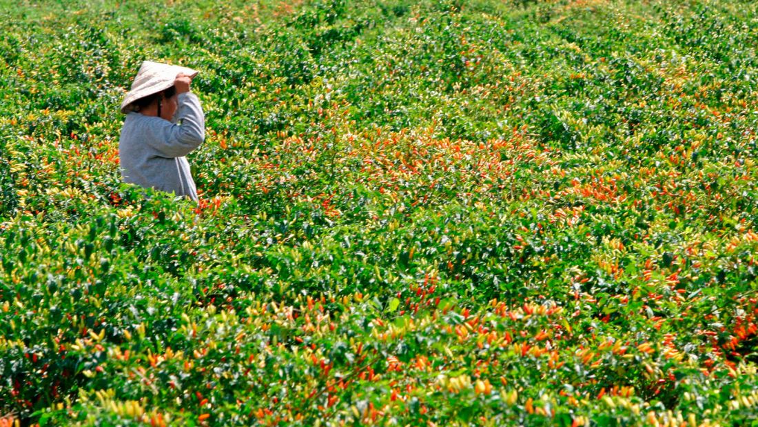 Tabasco-island---McIlhenny-Company-plantation---Getty-images