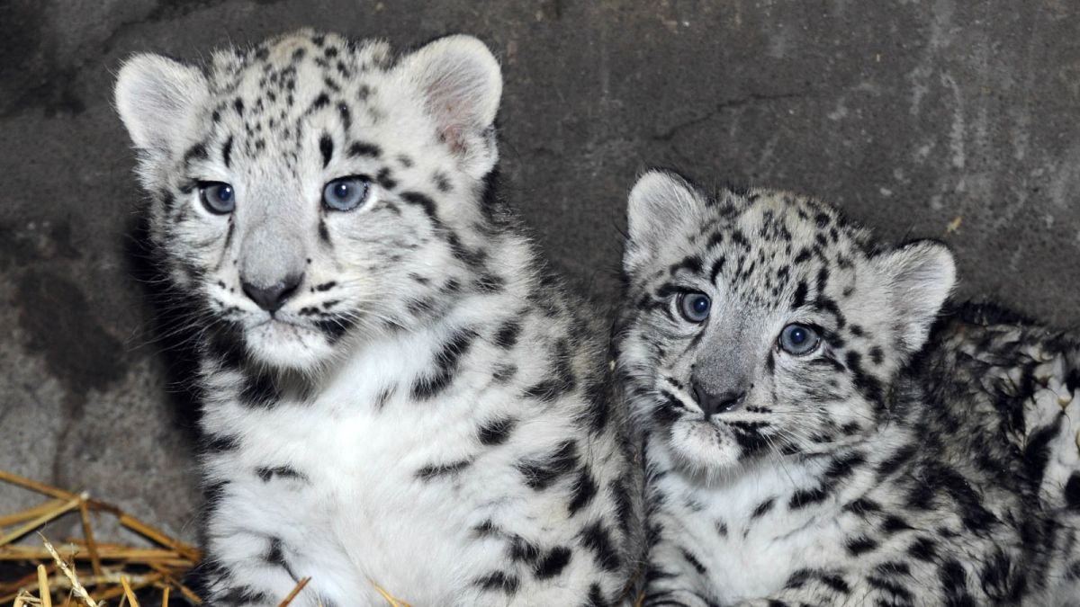 Newborn snow leopards ready for their closeup | CNN Travel