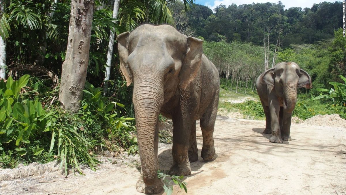 Phuket Elephant Sanctuary treads new ground | CNN Travel