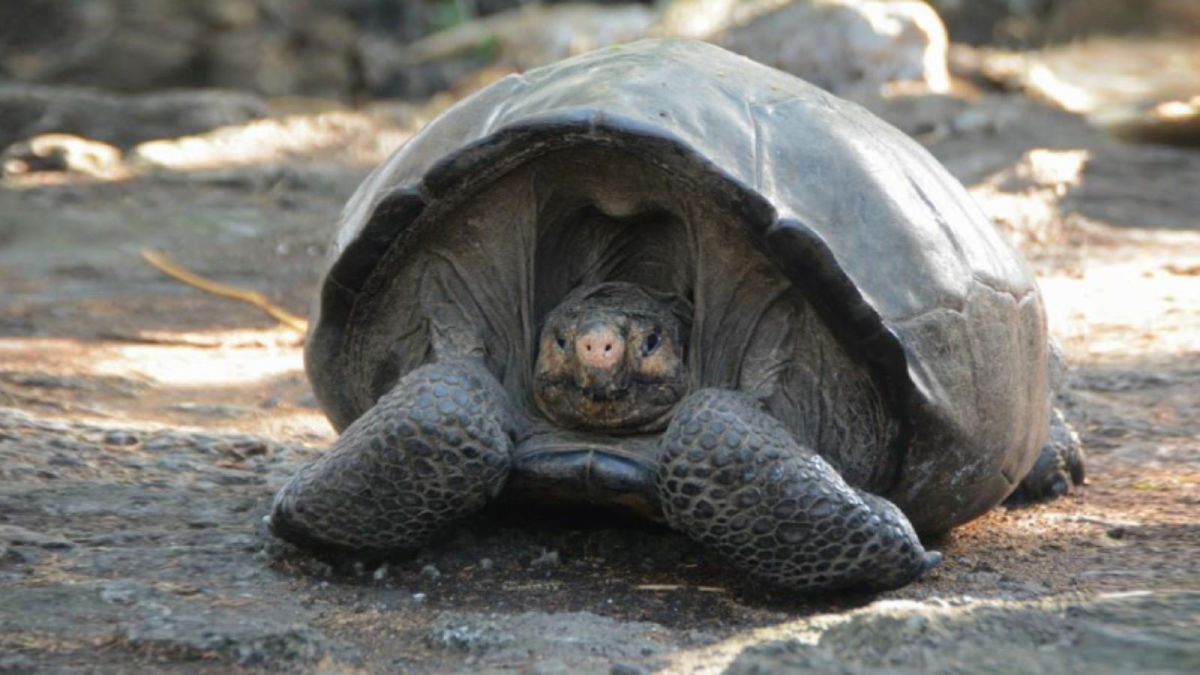 Extinct Galapagos Tortoise Reemerges After 100 Years Cnn Travel