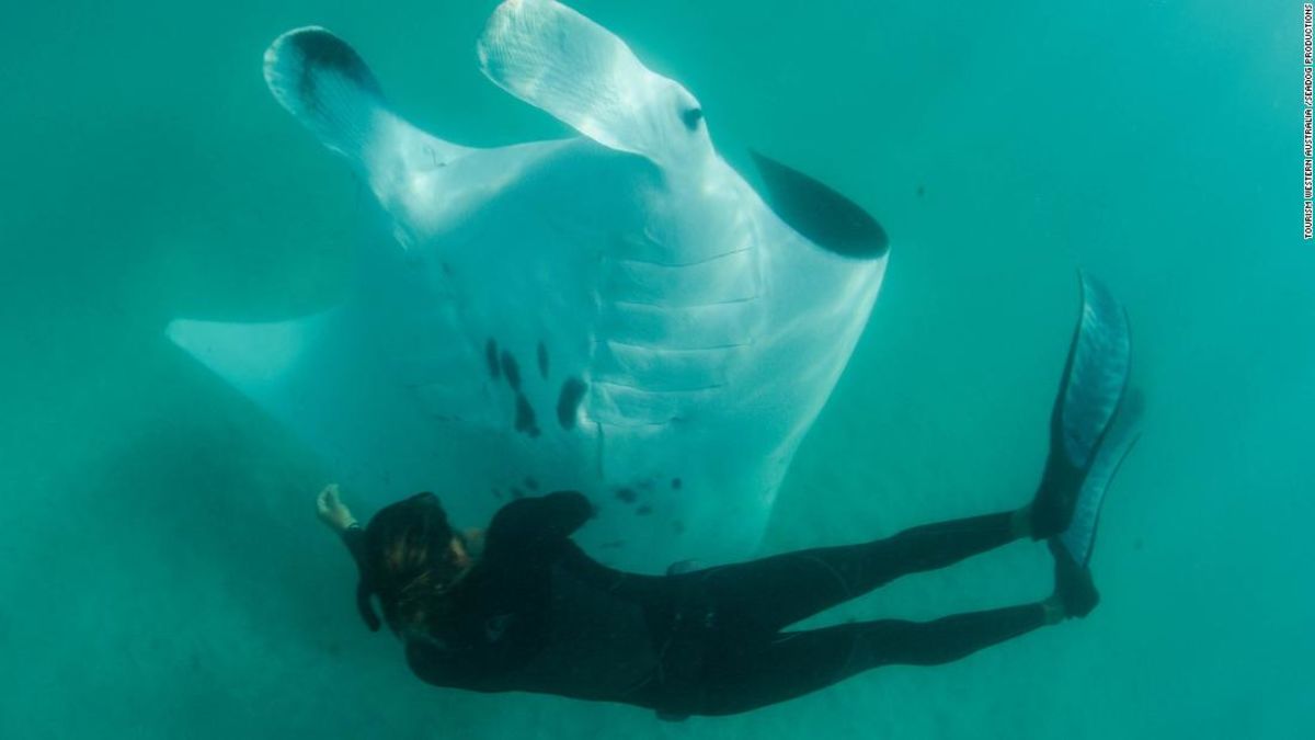 Image result for manta ray australia