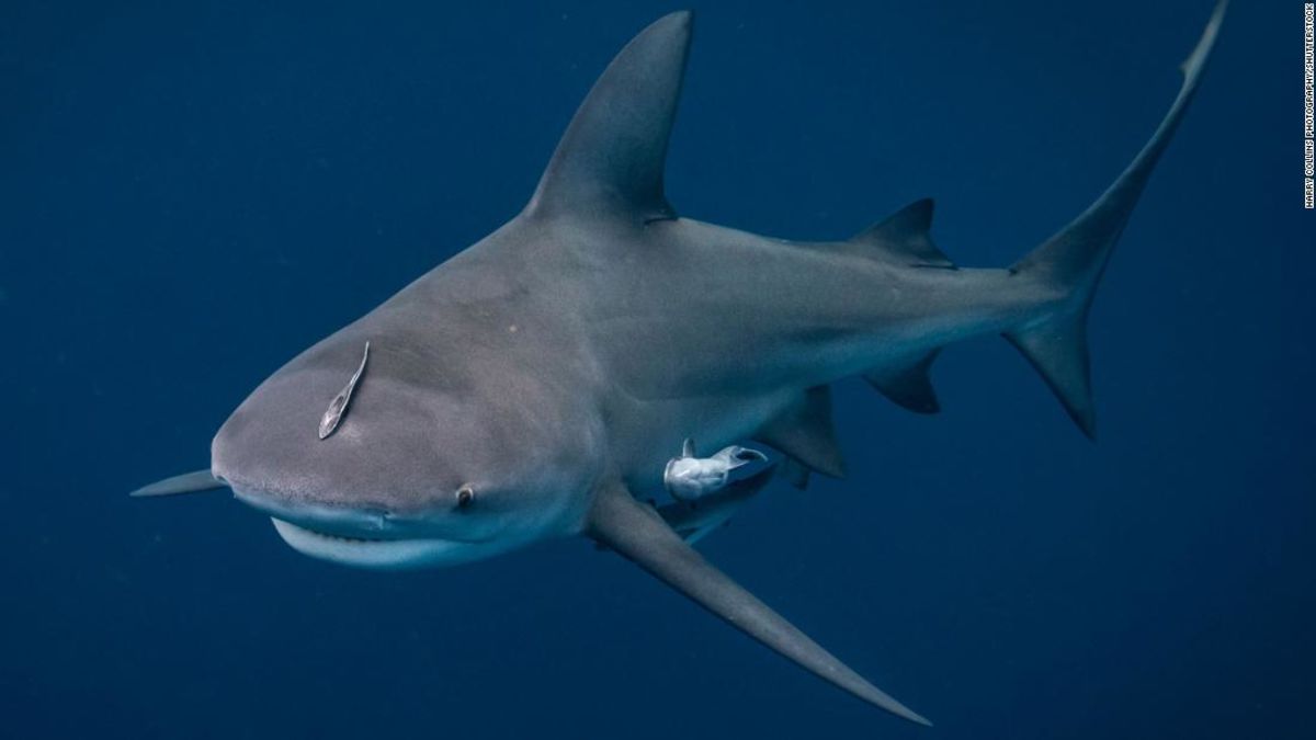 real shark attack bites