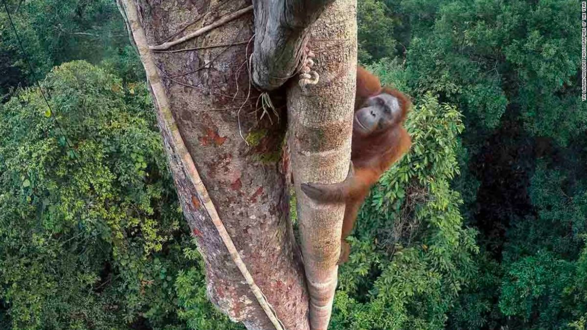 Wildlife photographer of the year 2016 | CNN Travel