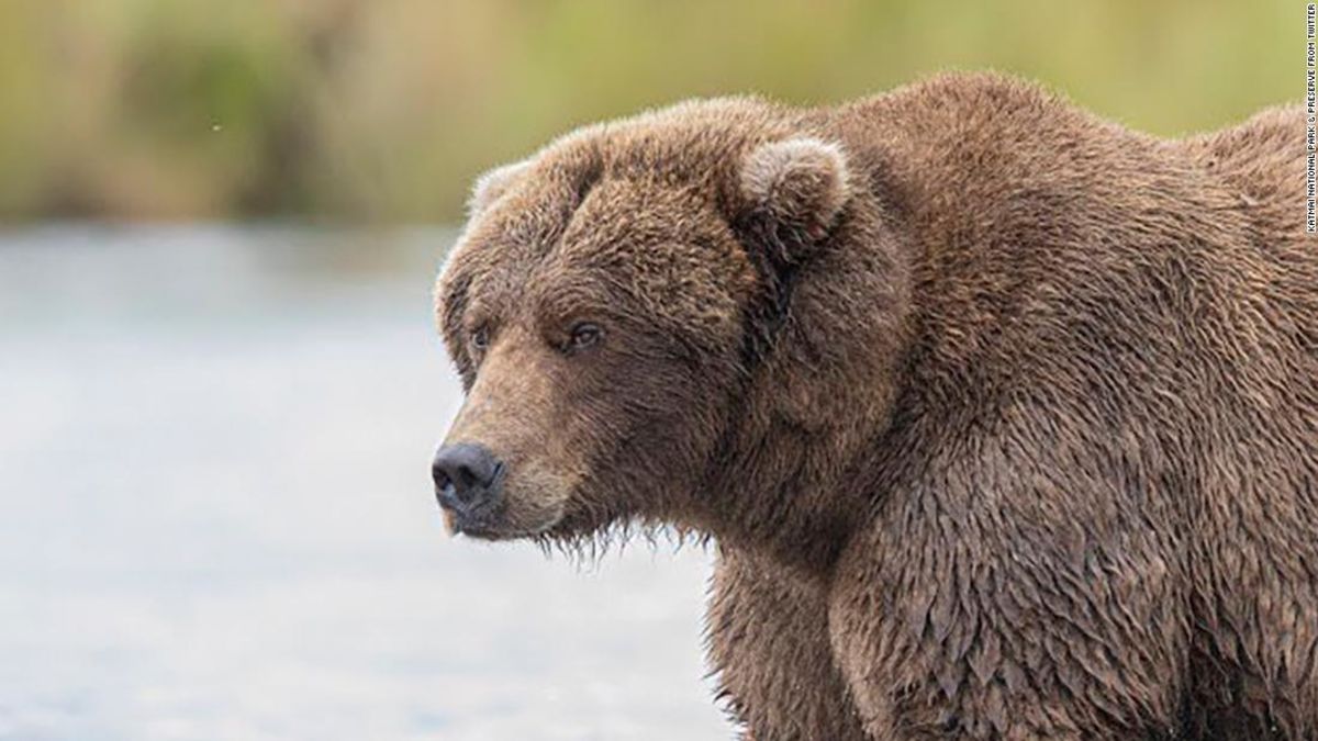 fat bear week fat bear week