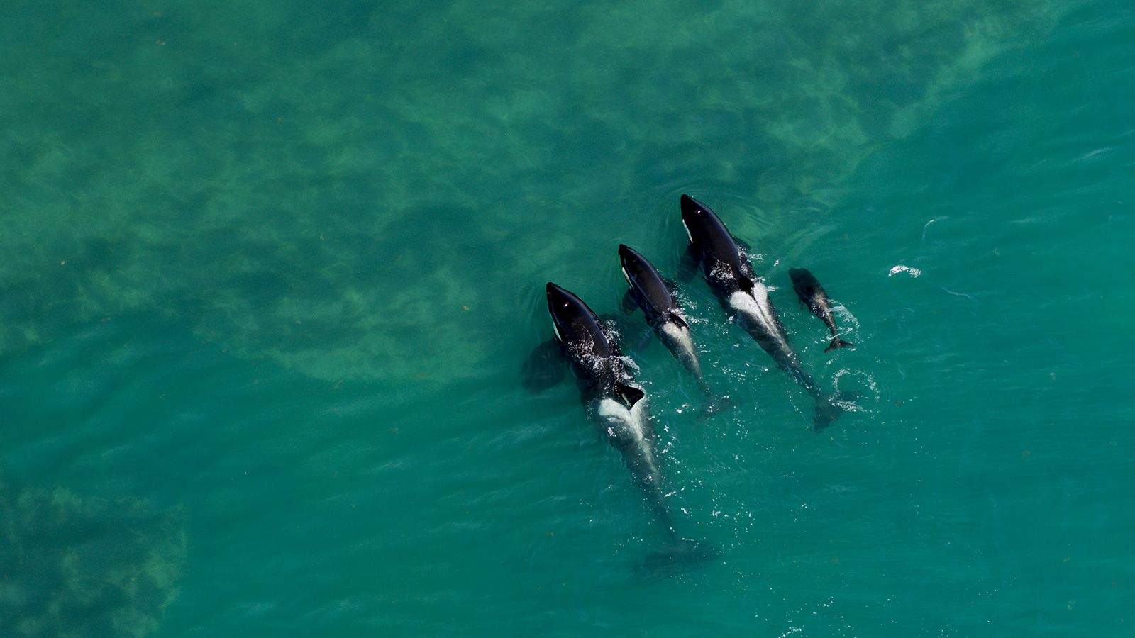 https://dynaimage.cdn.cnn.com/cnn/w_1600/https%3A%2F%2Fcdn.cnn.com%2Fcnnnext%2Fdam%2Fassets%2F220629084725-03-patagonia-elusive-animals.jpg