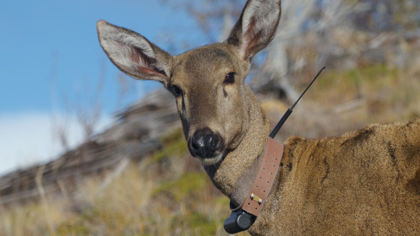 https://dynaimage.cdn.cnn.com/cnn/w_1600/https%3A%2F%2Fcdn.cnn.com%2Fcnnnext%2Fdam%2Fassets%2F220629085040-08-patagonia-elusive-animals.jpg