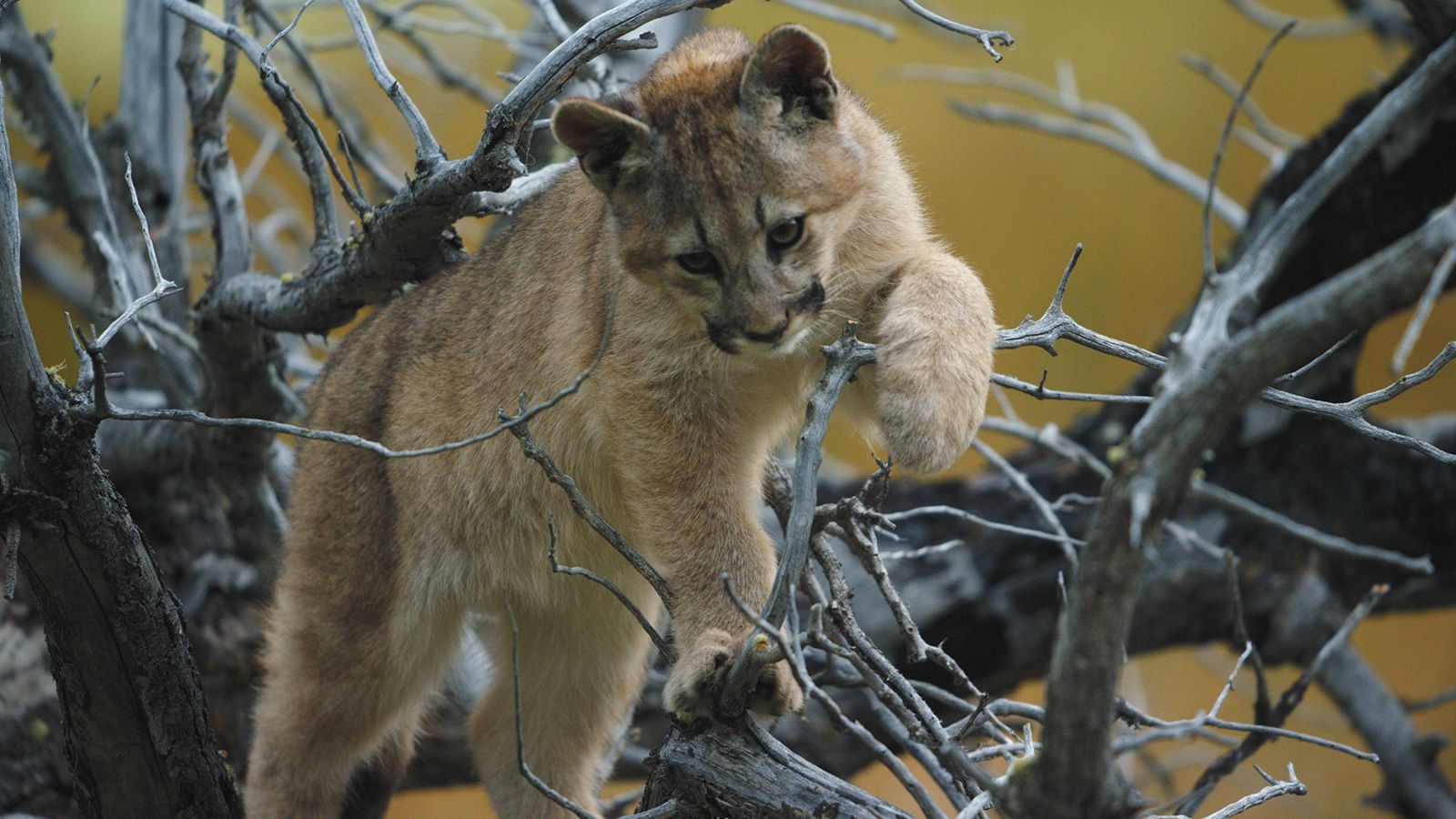 https://dynaimage.cdn.cnn.com/cnn/w_1600/https%3A%2F%2Fcdn.cnn.com%2Fcnnnext%2Fdam%2Fassets%2F220629085756-11-patagonia-elusive-animals.jpg