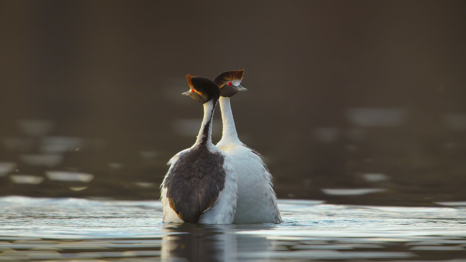 https://dynaimage.cdn.cnn.com/cnn/w_1600/https%3A%2F%2Fcdn.cnn.com%2Fcnnnext%2Fdam%2Fassets%2F220629085801-12-patagonia-elusive-animals.jpg