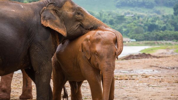 During half-day or overnight visits, travelers might meet Dok Geaw -- a baby elephant just born in May -- as well as Tilly, who was rescued from a trekking camp. The park also offers seven-day volunteer experiences. Image: Cinebeau.com/CNN 