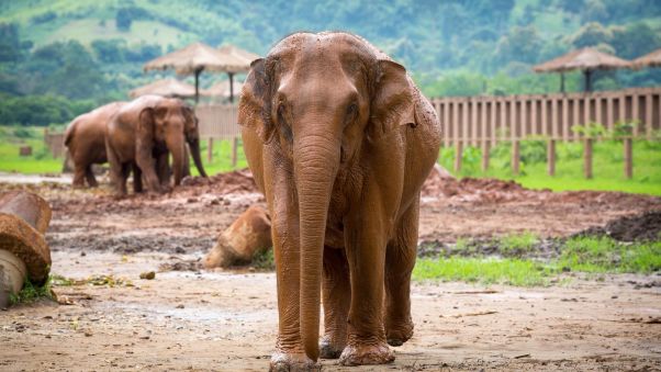 Chiang Mai's Elephant Nature Park has rescued more than 200 elephants from the tourism and logging industries since its inception in the 1990s. Image: CineBeau.com/CNN