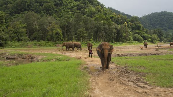 "I think it's very important to come here and care for elephants, rather than use the animals for entertainment," says park founder Sangdeaun. Image: CineBeau/CNN