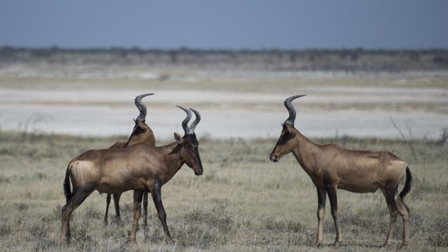 Bubal hartebeests in Etosha park.