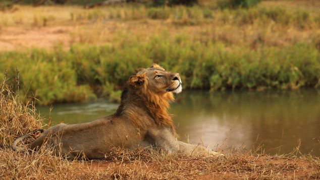 A lion on the banks of the Luvuvhu river in Kruger National Park, South Africa.