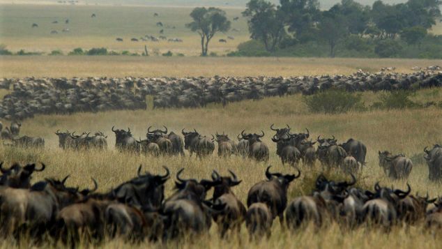 "The Migration" in action: thousands of wildebeest wind through the Masai Mara in search of fresh grass and water.