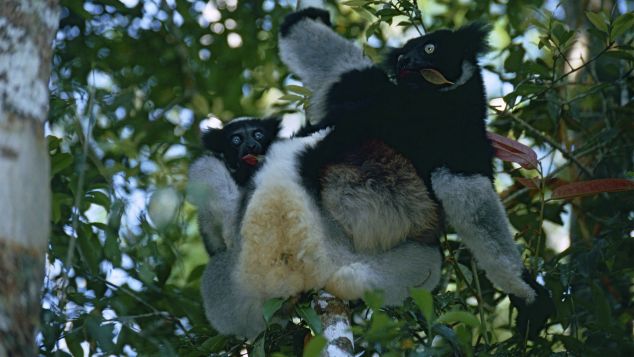 The indri is a type of lemur, native to Madagascar.