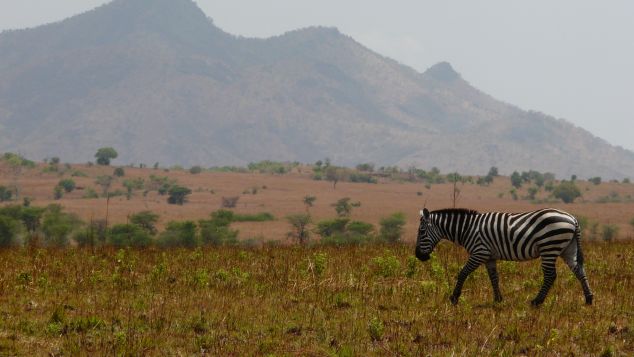 Explore the rugged Savannah of Kidepo.