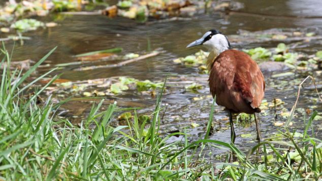 There are six parks along the Gambia River -- perfect for bird-spotting.