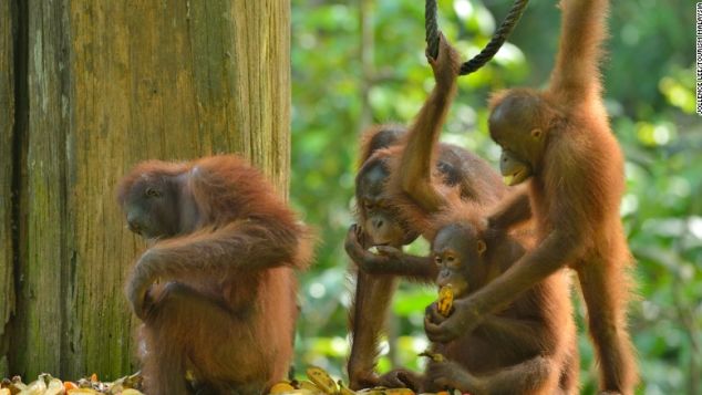 The Sepilok Orangutan Rehabilitation Centre is world-famous for its conservation efforts. 