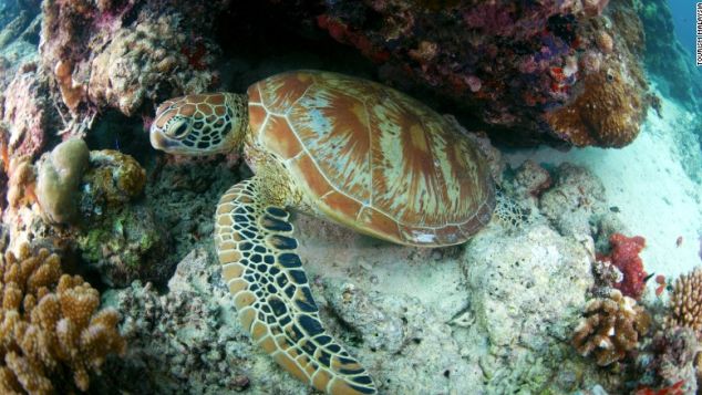 Sipadan is the only oceanic island in Malaysia, rising 600 metres (2,000 ft) from the seabed. 