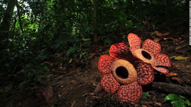 Rafflesia, world's biggest flower bloom. 